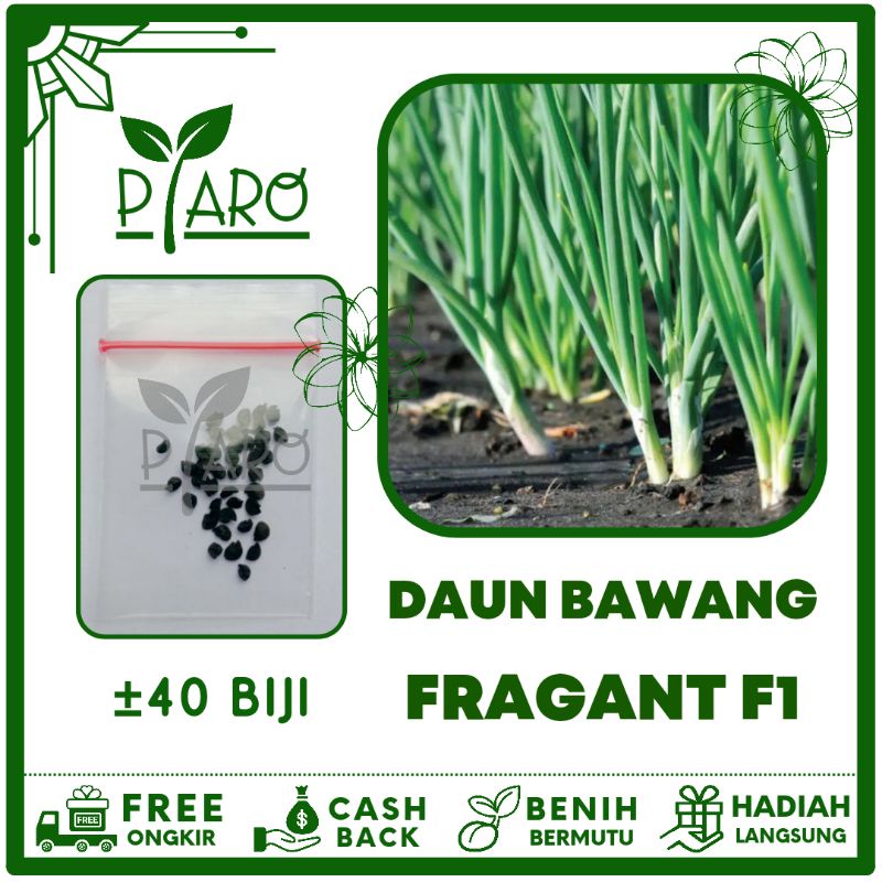 Jual Benih Sayuran Daun Bawang F Fragrant Bibit Sayuran Shopee