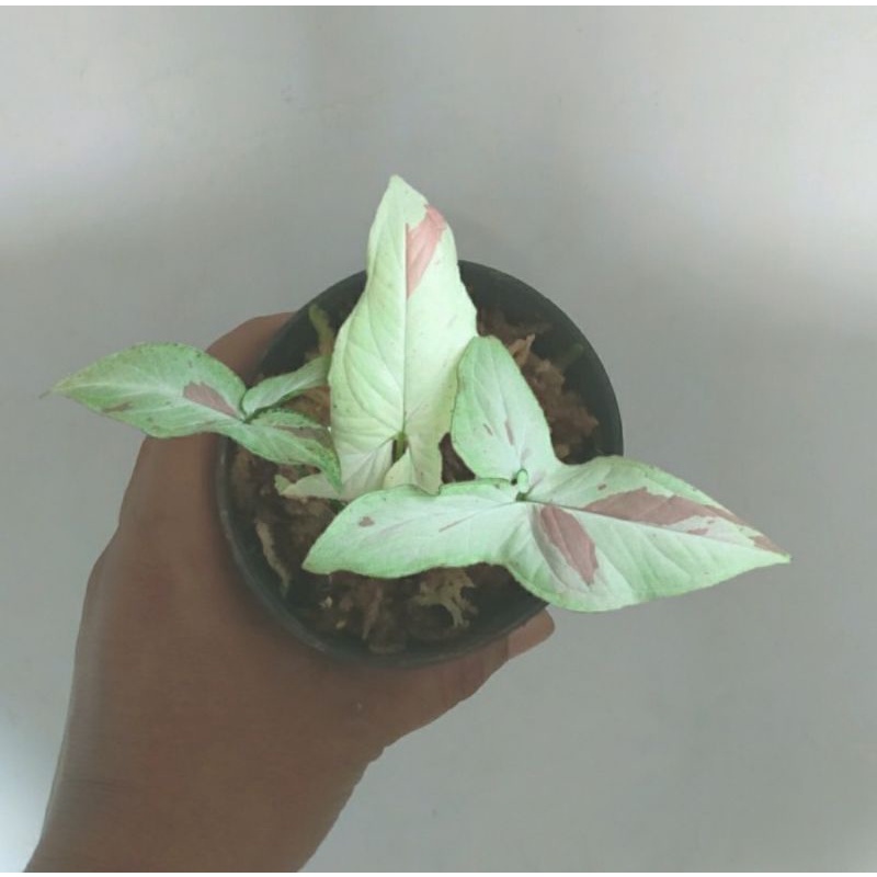 Syngonium pink salmon 2