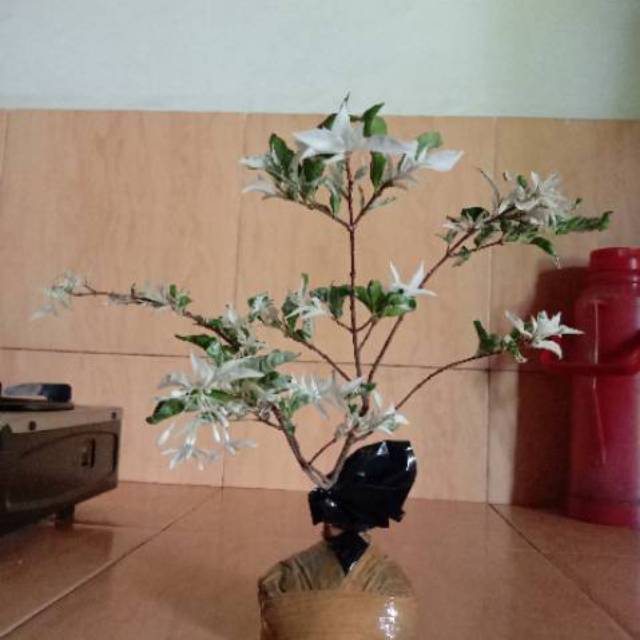 Bibit Bonsai Anting Putri Salju