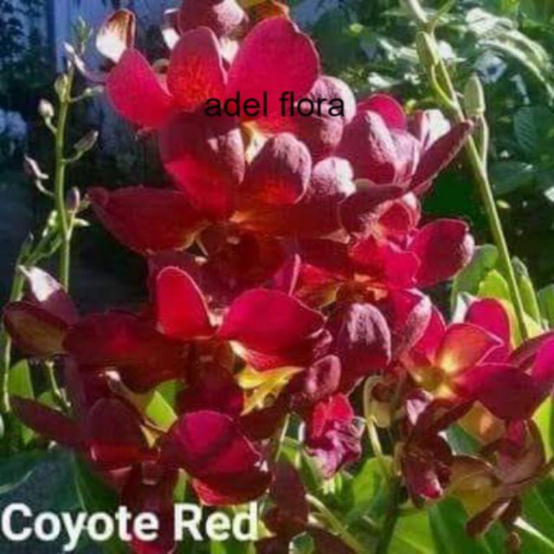 Anggrek dendrobium coyote red dewasa siap bunga dan spike