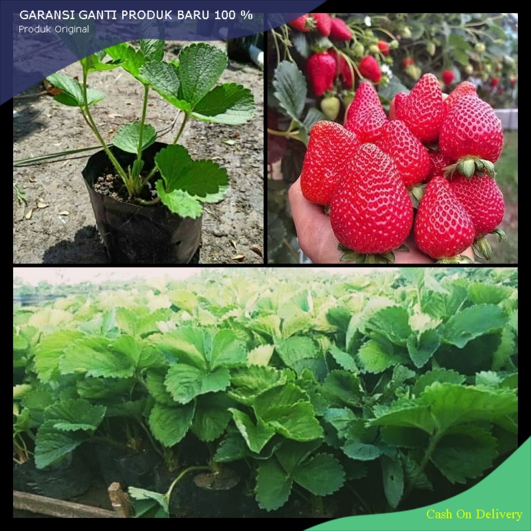Bibit Benih Buah Strawberry Jumbo Manora Merah Manis Benih Bibit Strawberry Jumbo
