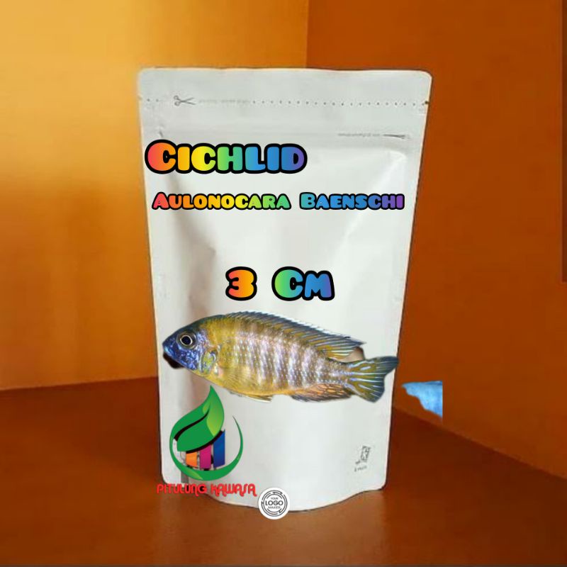 Cichlid aulonocara Baenschi