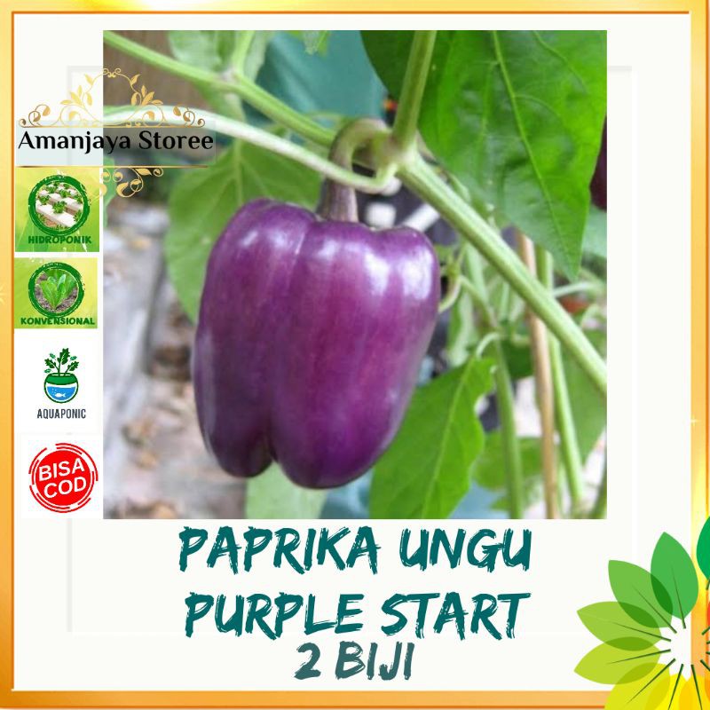 2 biji Benih PAPRIKA UNGU PURPLE STAR