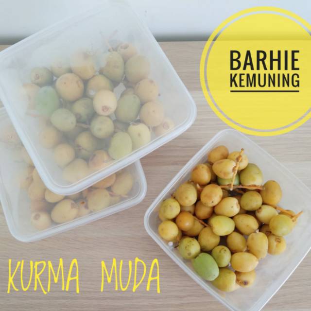 

Kurma muda barhi
