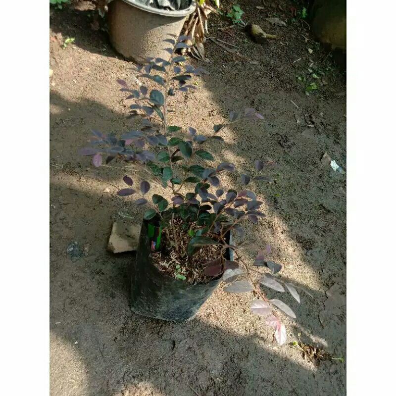 Bibit bahan bonsai PITALOKA SERUT MERAH