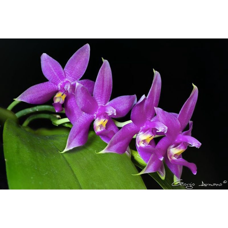 anggrek Phalaenopsis violacea remaja