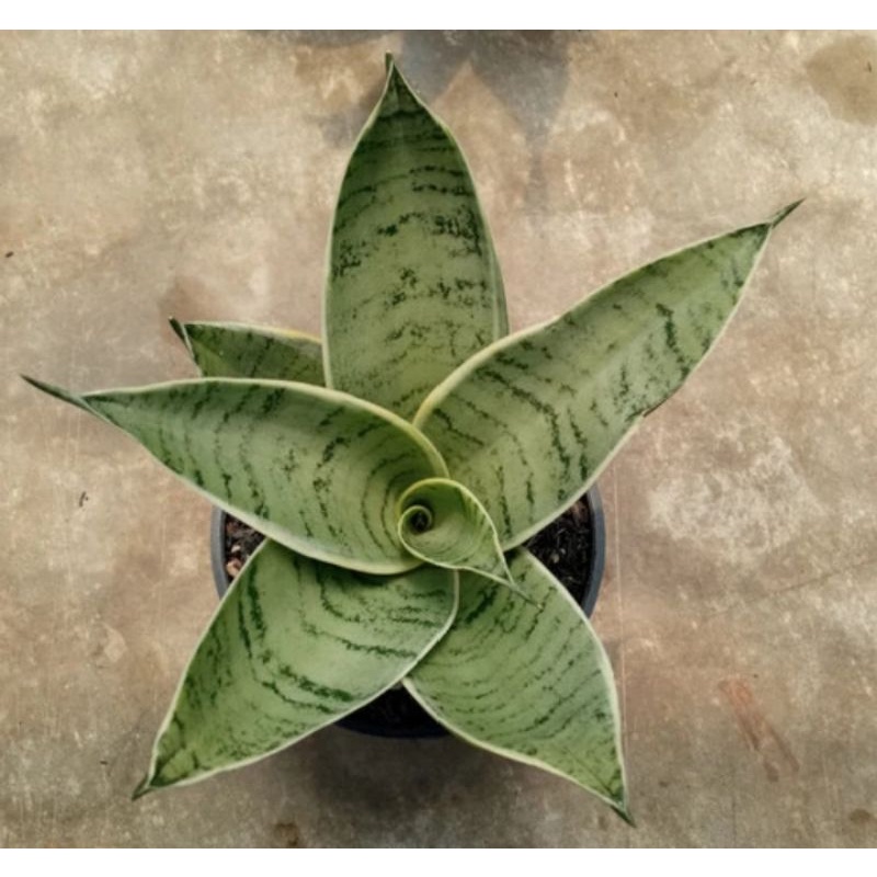 Tanaman hias sensivera hahnii cream