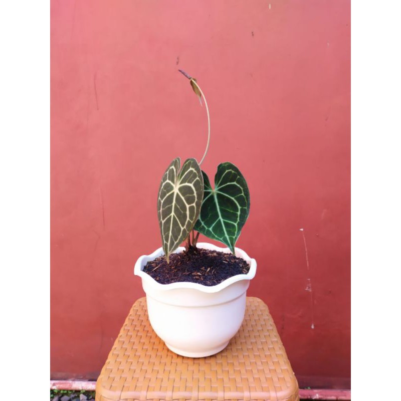 ANTHURIUM CLARINERVIUM / KUPING GAJAH TARANTULA