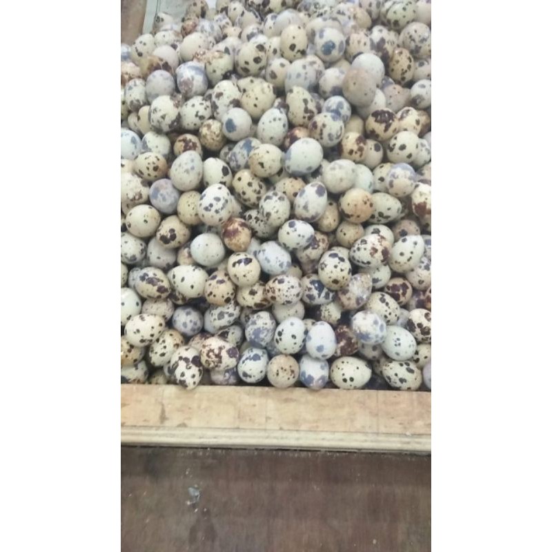 

Telor puyuh 1Kg