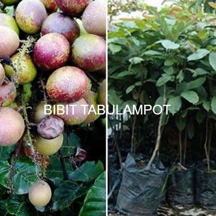 Bibit Matoa Pohon Matoa Bibit Buah Matoa Tanaman Matoa