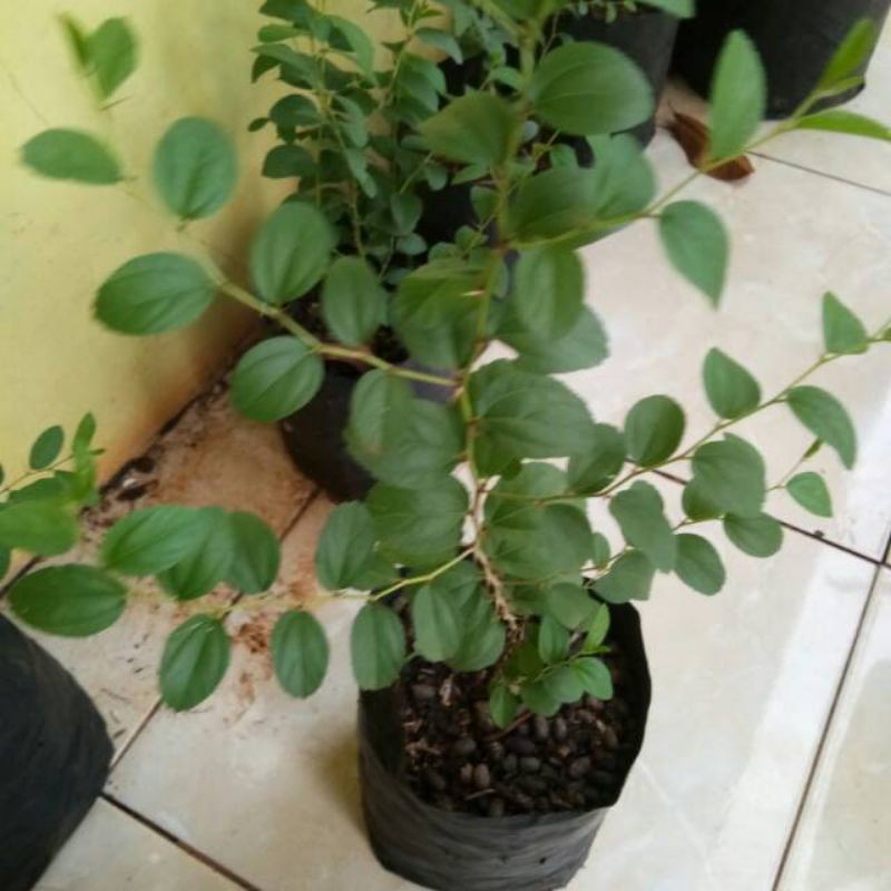 Pohon Bidara arab - obat herbal - tanaman herbal - pohon bidara arab - bidara