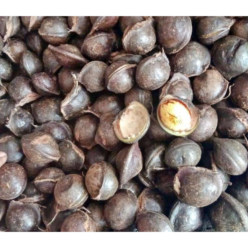 Jengkol tua kulit 1/2 Kg