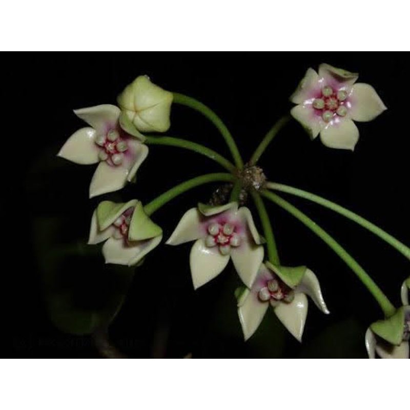 Hoya Obtusifolia sp