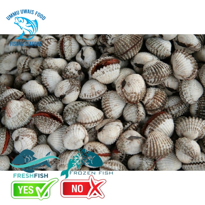 

Kerang Dara Segar - 1 Kilogram