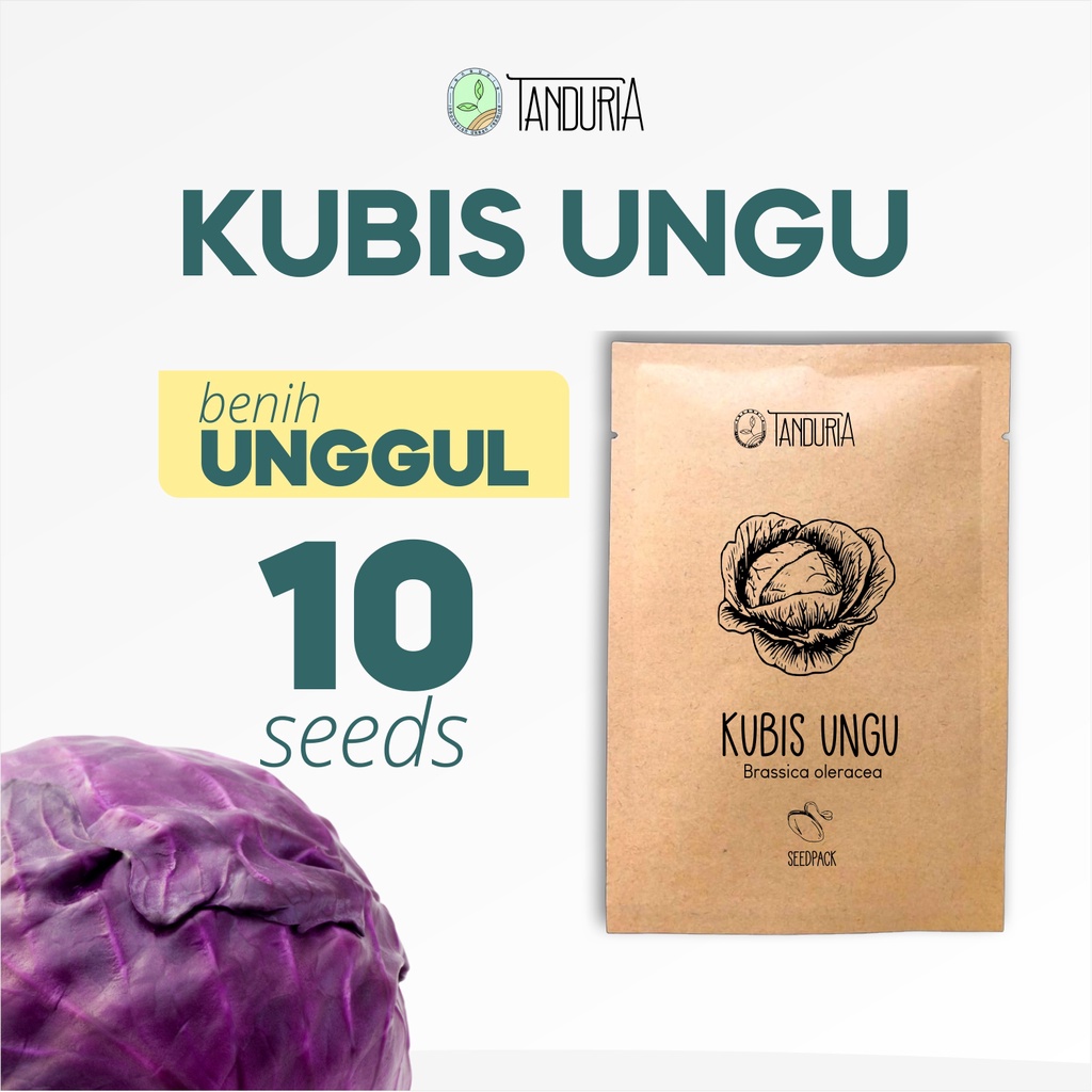 KUBIS UNGU
