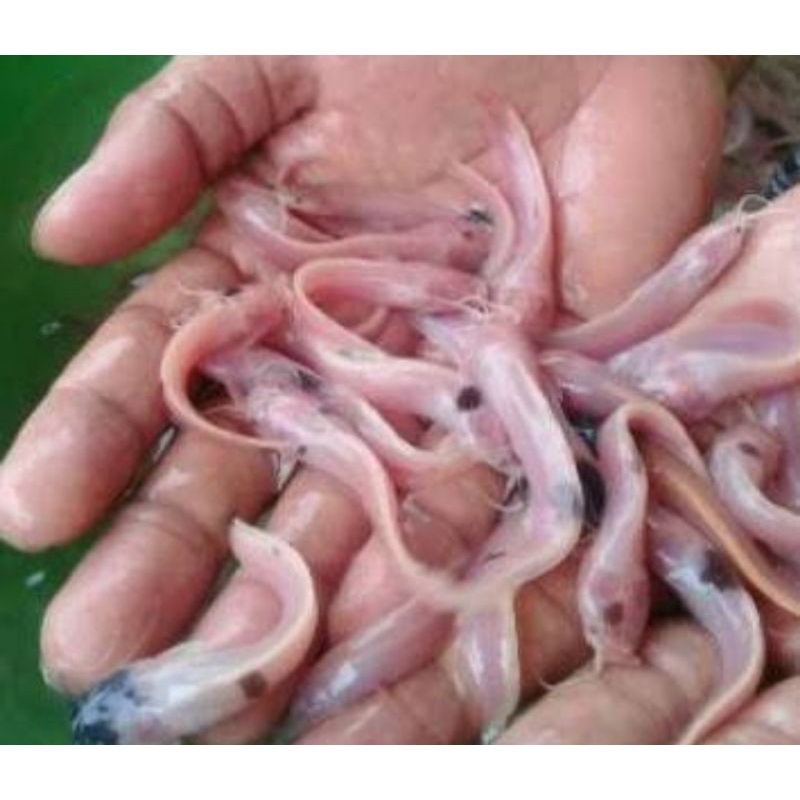 ikan lele albino paket 10 ekor