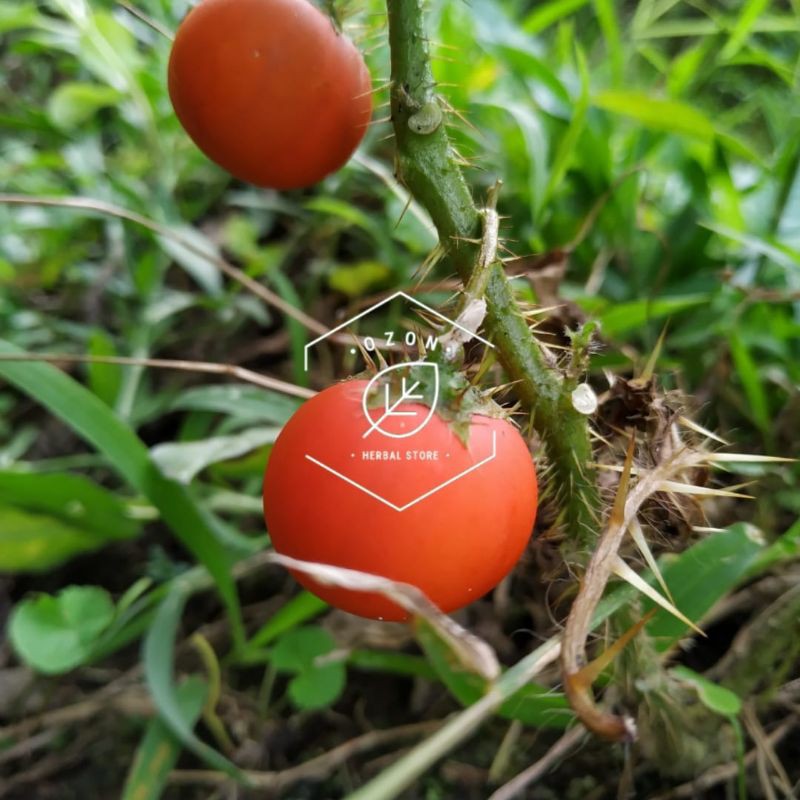 

Terung Pari Duri Terong Hutan 1 Buah