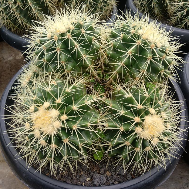 Echinocactus Grusoni/Golden Barrel Cluster | DP 30cm