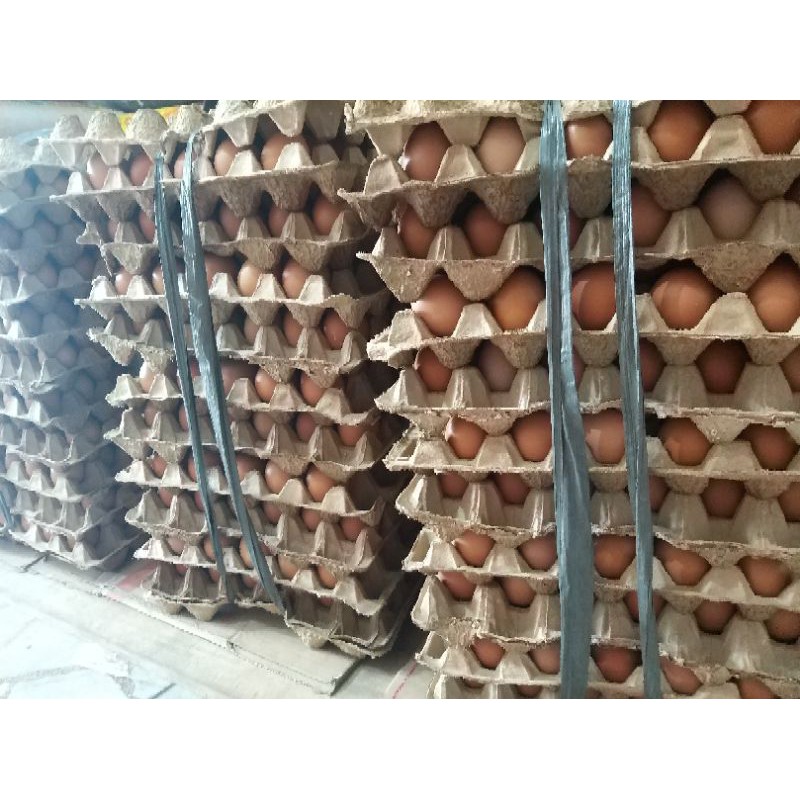 

Telur Ayam Negeri 1 Ikat 15kg