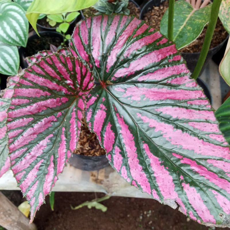 begonia rex walet