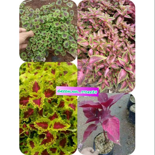 paket 4 tanaman hias miana - miana merah - miana hias - miana mini - miana kuning merah