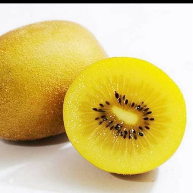 Bibit Tanaman Pohon buah kiwi gold