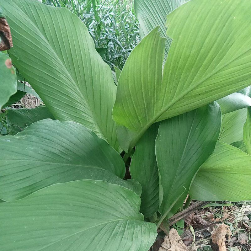

daun kunyit segar 1kg