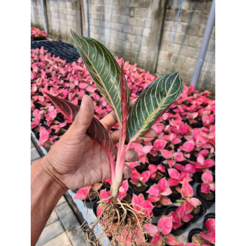 pride of sumatra(POS)