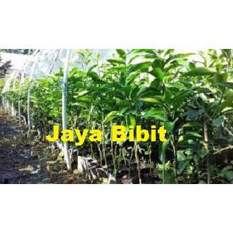 bibit jeruk keprok rgl grosir murah