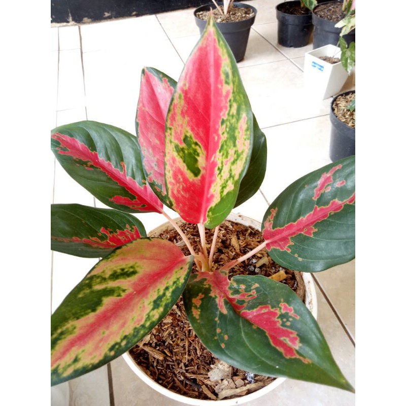 tanaman hias aglonema suksom batik-pohon bibit aglonema suksom batik-suksom batik-suksom batik red