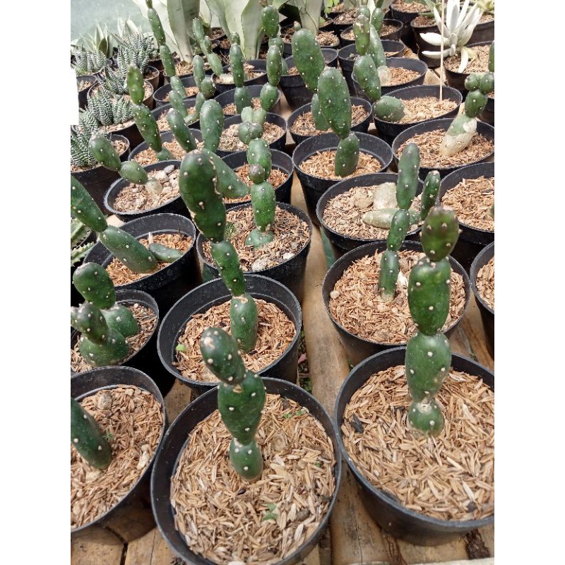 Kaktus Opuntia Canterae