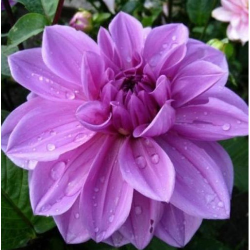 Gambar Bunga Dahlia – Denah