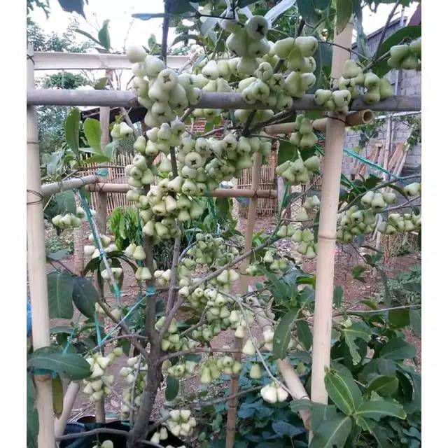 Bibit jambu Madu deli Hijau