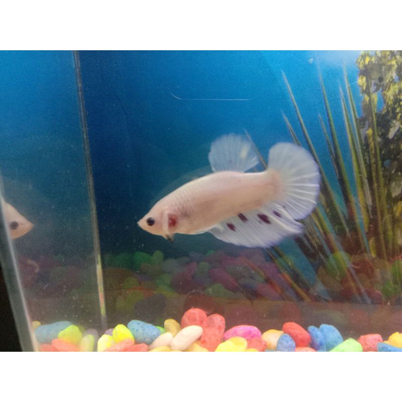 Cupang Cellopane Line Nemo murah size M indukan