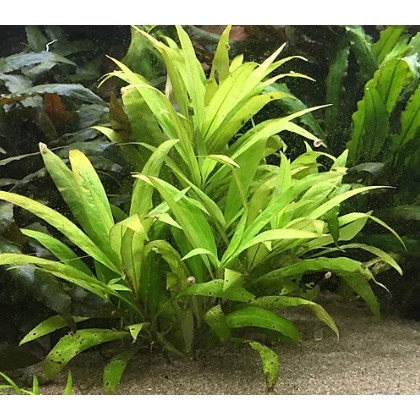 Hygrophila Siamensis - Tanaman Aquascape Stamplant