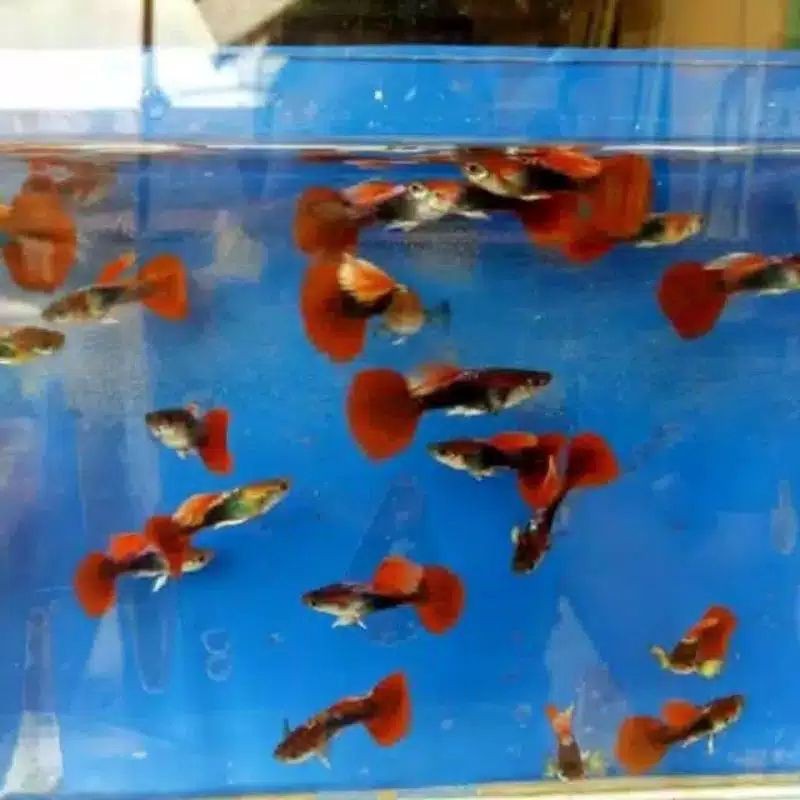 ikan guppy hb red tuxedo gen tuxedo koi murah cantik