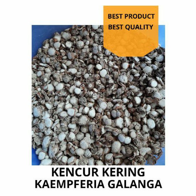 

1KG KENCUR KERING KAEMPFERIA GALANGA