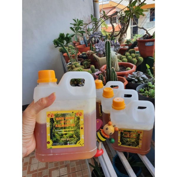 

Madu asli. Madu hutan asli Kalimantan