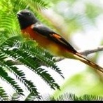 burung mantenan sengon jantan pilihan
