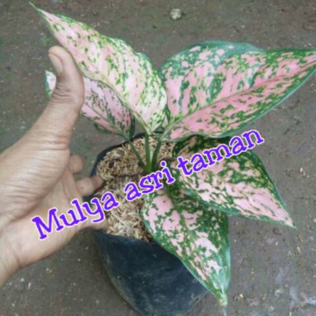 Tanaman hias aglaonema pink ruby/aglonema pink ruby