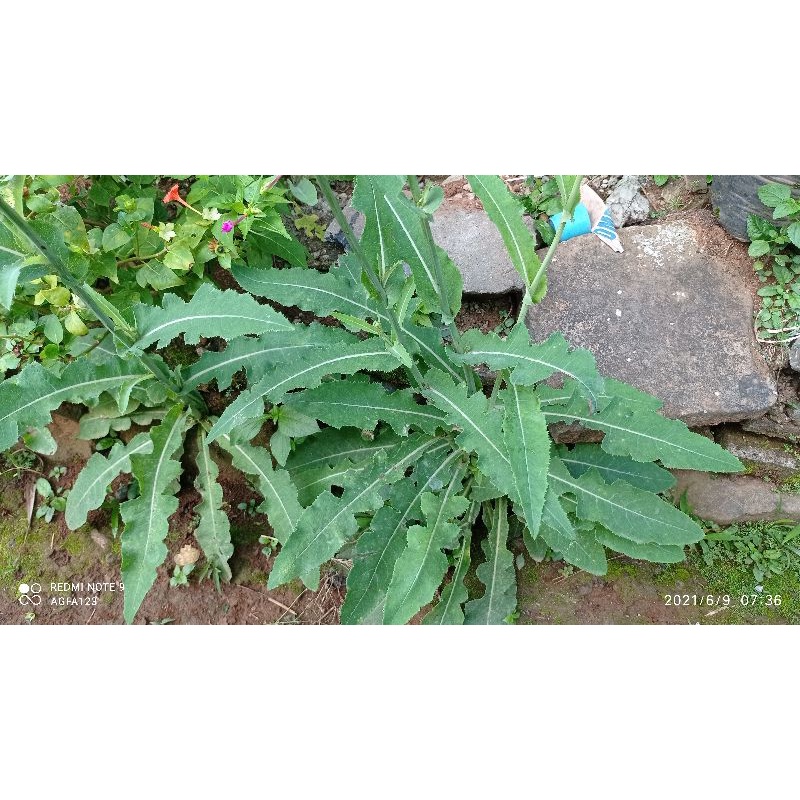 

Daun tempuyung segar