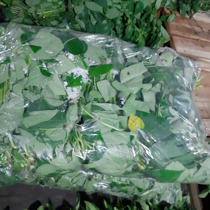 

Sayur Daun Ubi Jalar/Daun Ketela Rambat 1 kantong