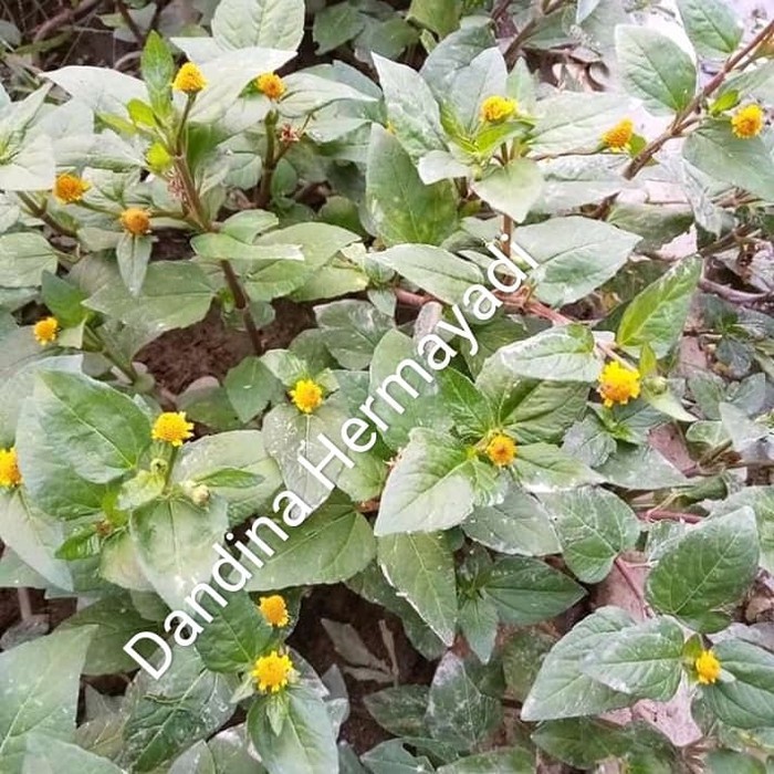 

Legetan atau jotang obat herbal