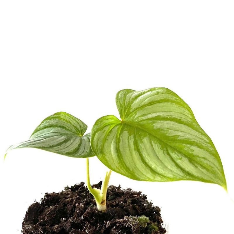 TANAMAN HIAS INDOR PHILODENDRON MAMEI SILVER 2 DAUN