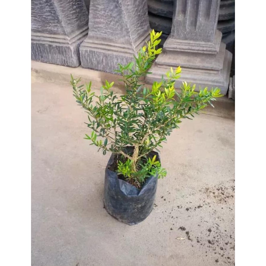 Jual 3 Bibit Pohon Boksus Boxsus Bahan Bonsai Bibit / Benih / Biji Esc