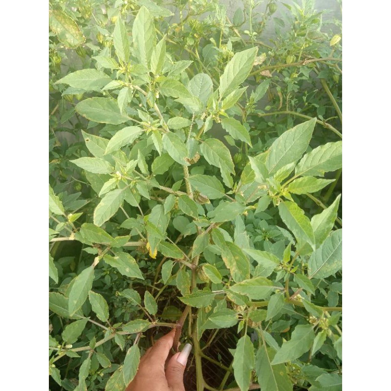 

daun ciplukan segar 500gr