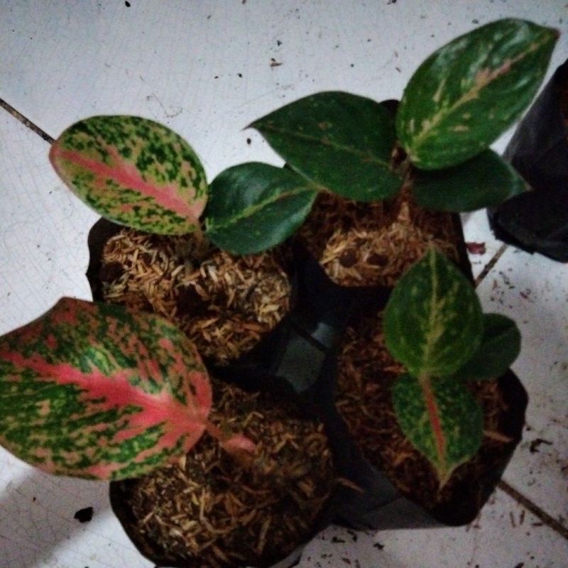 bibit aglonema treasure of siam