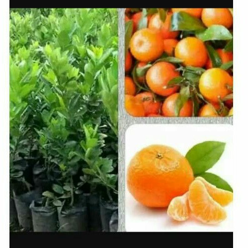 bibit jeruk mandarin