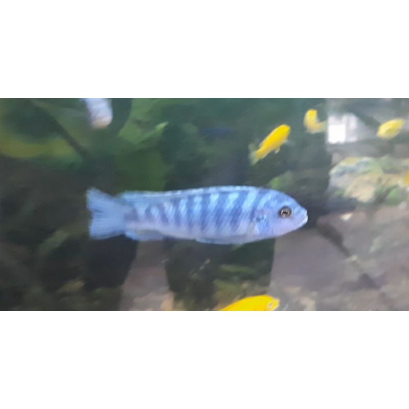 

ikan chicild blue johani