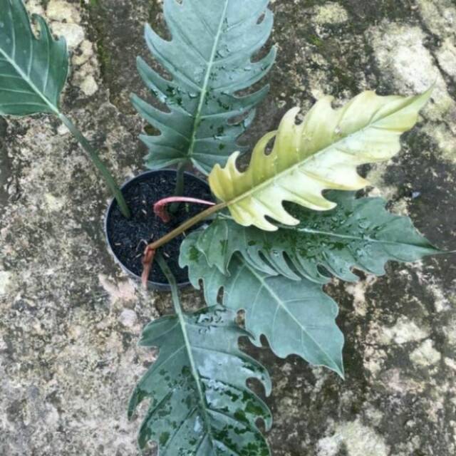 Tanaman hias phillodenron green/phillo gergaji